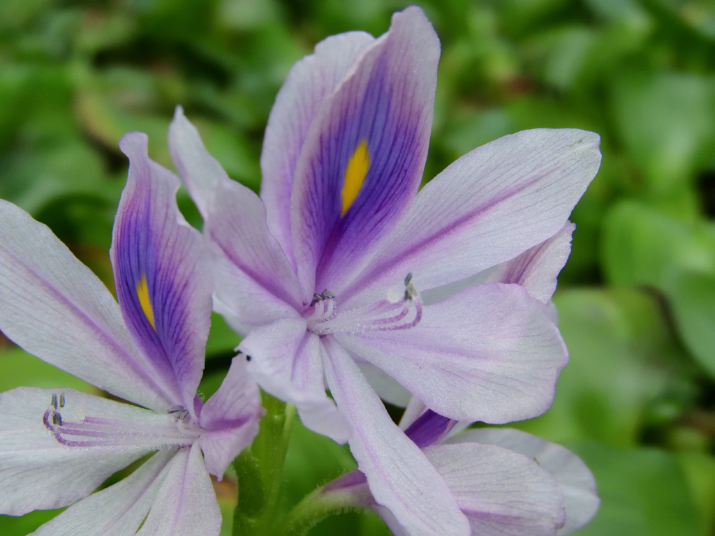 布袋の葵ちゃん