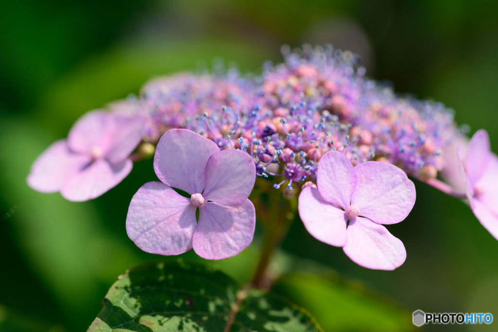 紫陽花