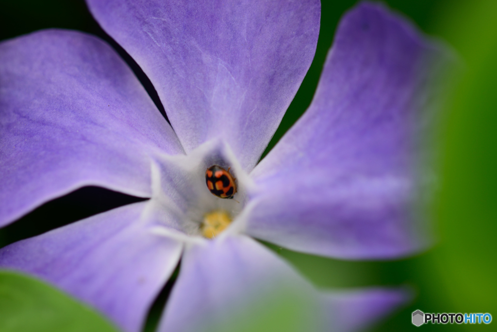 テントウハウス