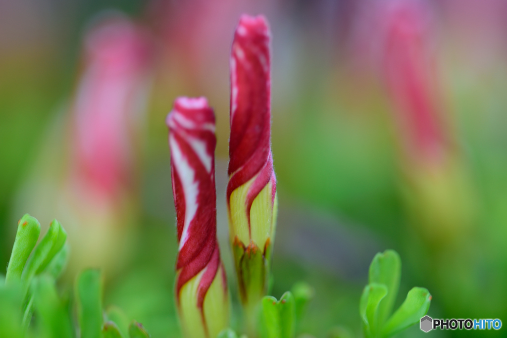 お花の床屋さん