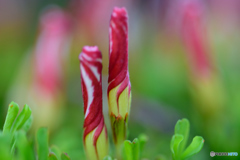 お花の床屋さん