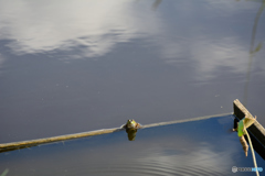 カエルのふち子さん