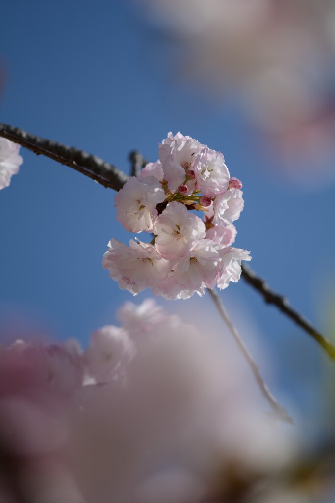 八重の桜