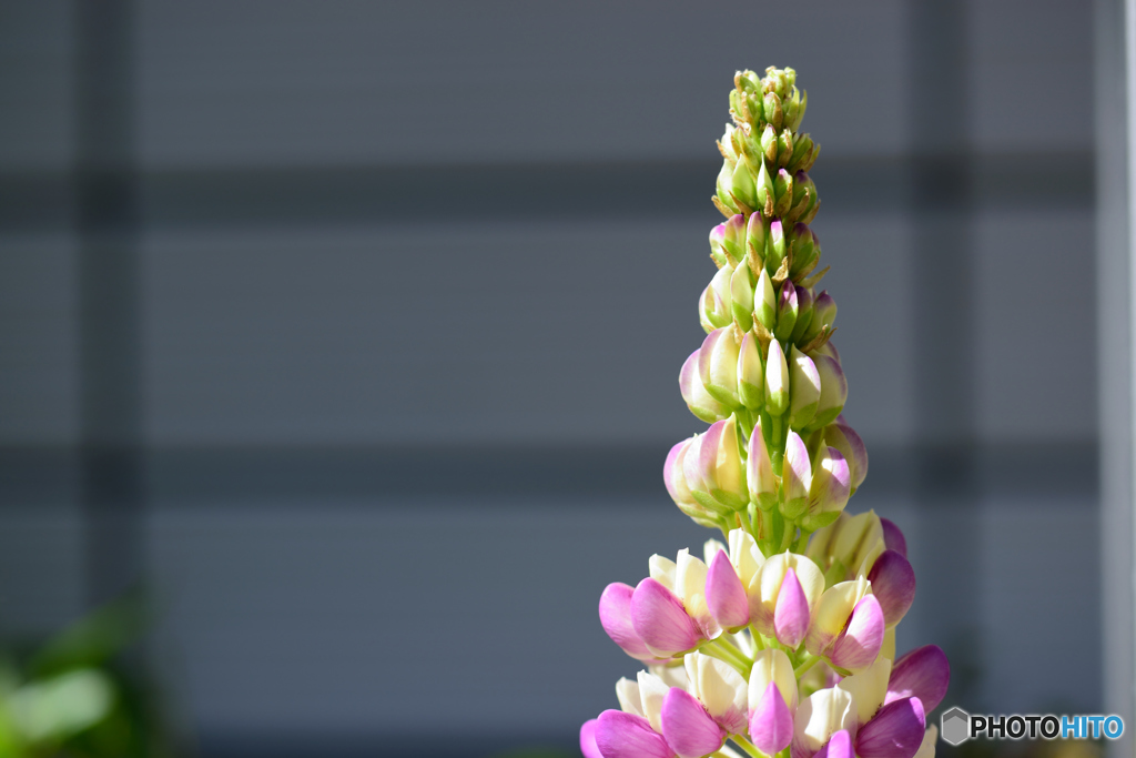 庭のスカイツリー