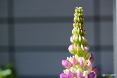 庭のスカイツリー