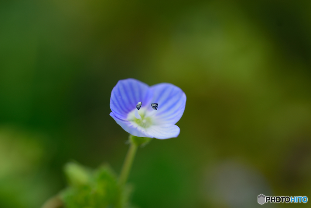 畦に咲く小さき花