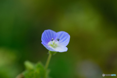 畦に咲く小さき花