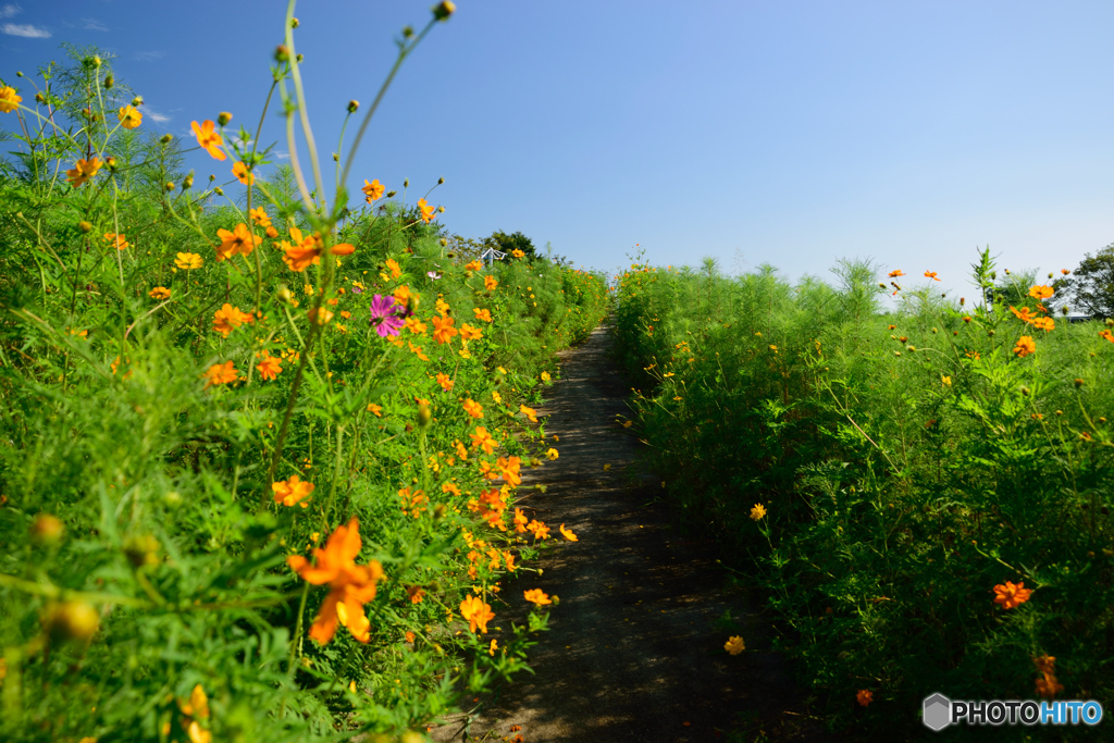 コスモスの小路