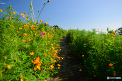コスモスの小路