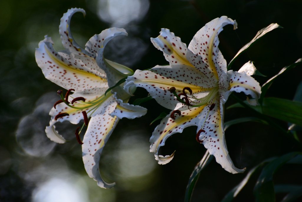 斜面に咲くユリの王