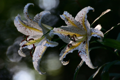 斜面に咲くユリの王