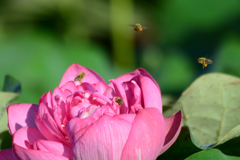 蓮の香に惹かれて_1