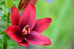 パープルプリンス