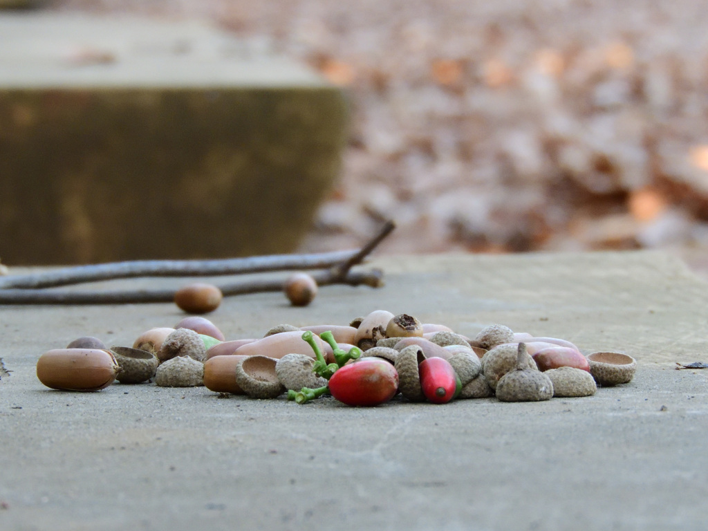 園児たちの置き土産