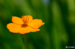 キバナコスモス