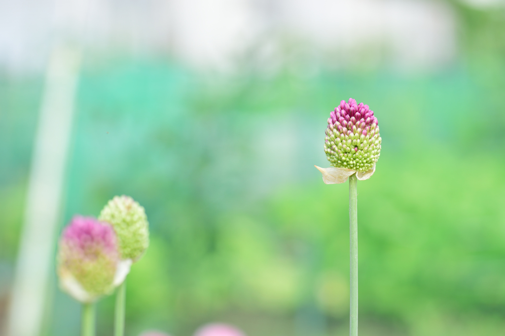 色づき始めました