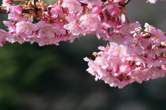 河津桜（三桜No1）