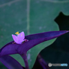 紫つゆ草