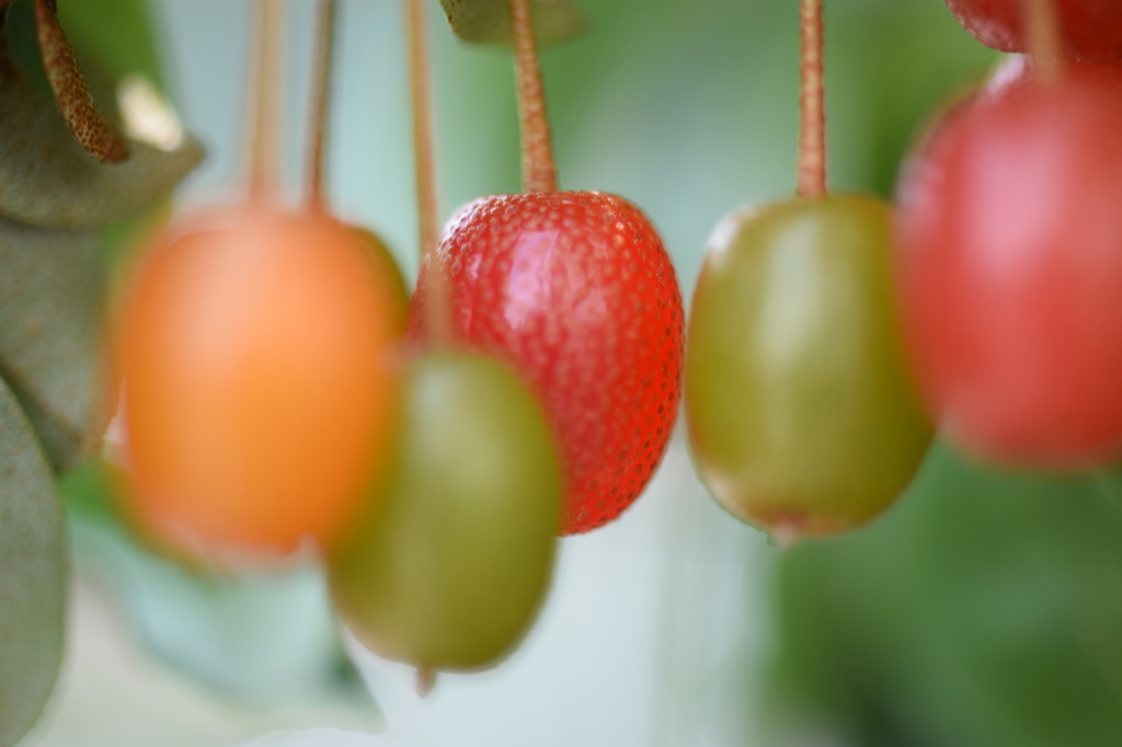 ゼリービーンズ