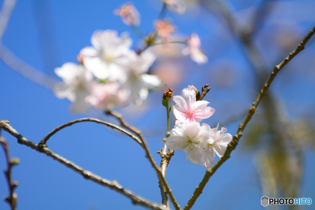11月の桜