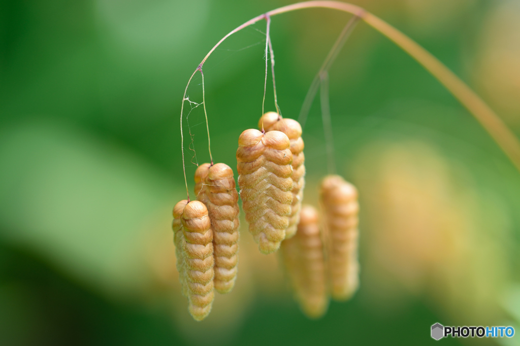 小判色になりました