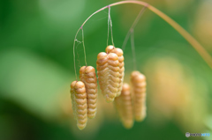 小判色になりました