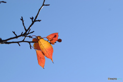 木枯らしの中で