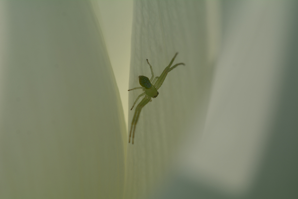 ハナグモ