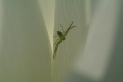 ハナグモ