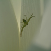 ハナグモ