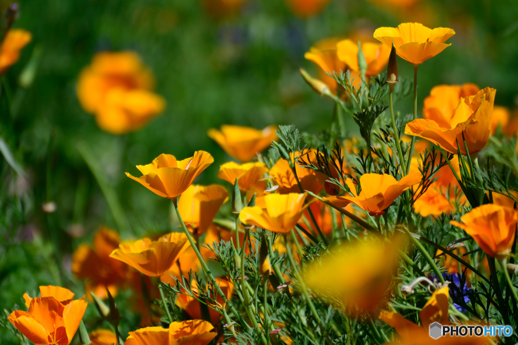 はなびし草乱舞