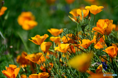 はなびし草乱舞