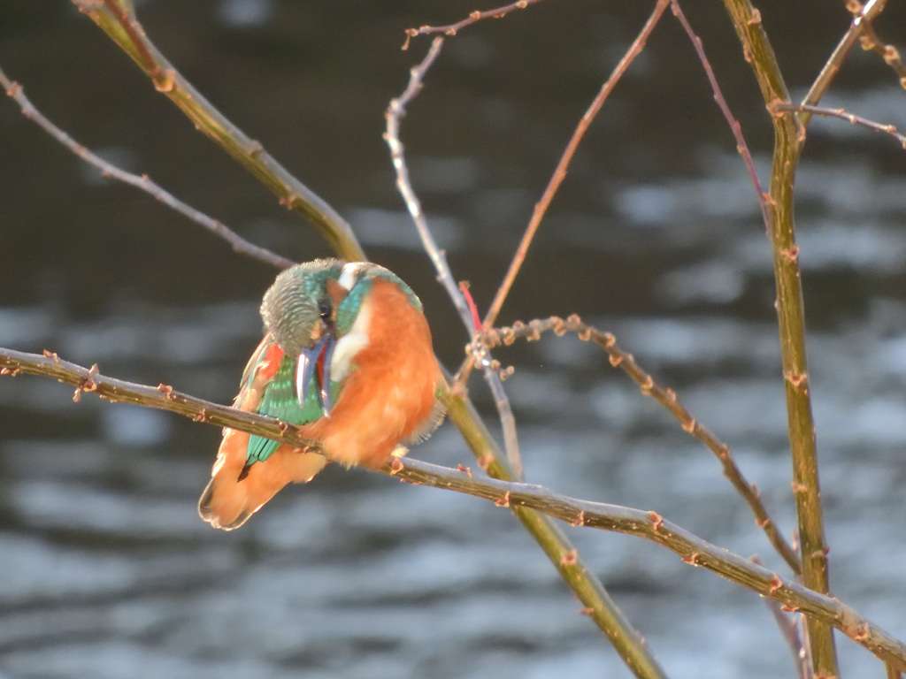 トリ始め_今年もよろしくです