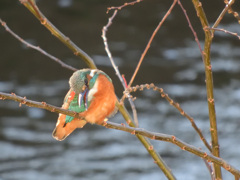 トリ始め_今年もよろしくです