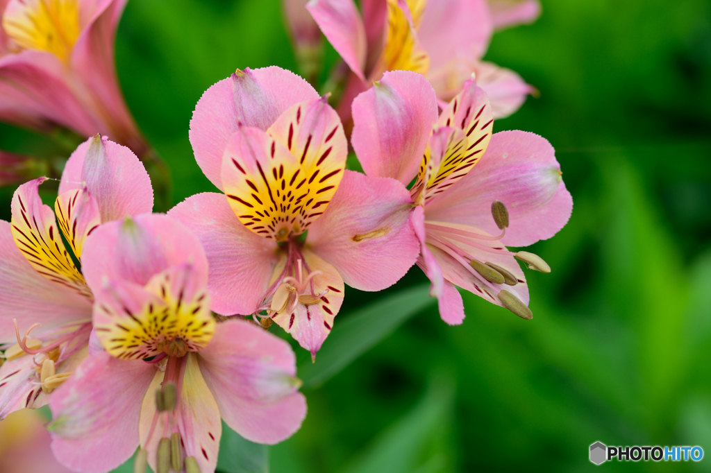 アリストロメリア