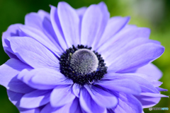 ビロードの肌触り