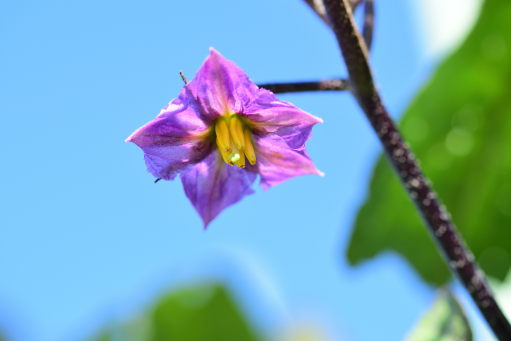 茄子の花