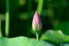 蓮の蕾