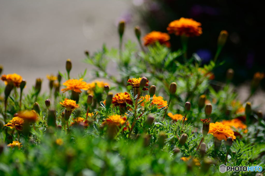 マリーゴールド