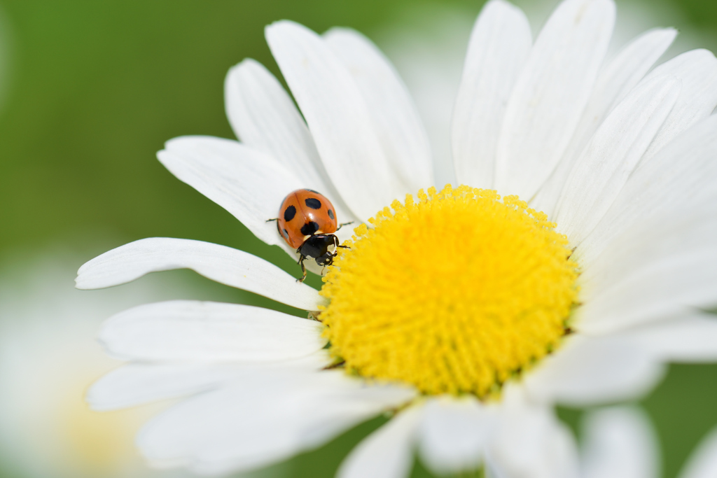 オレンジのワンポイント