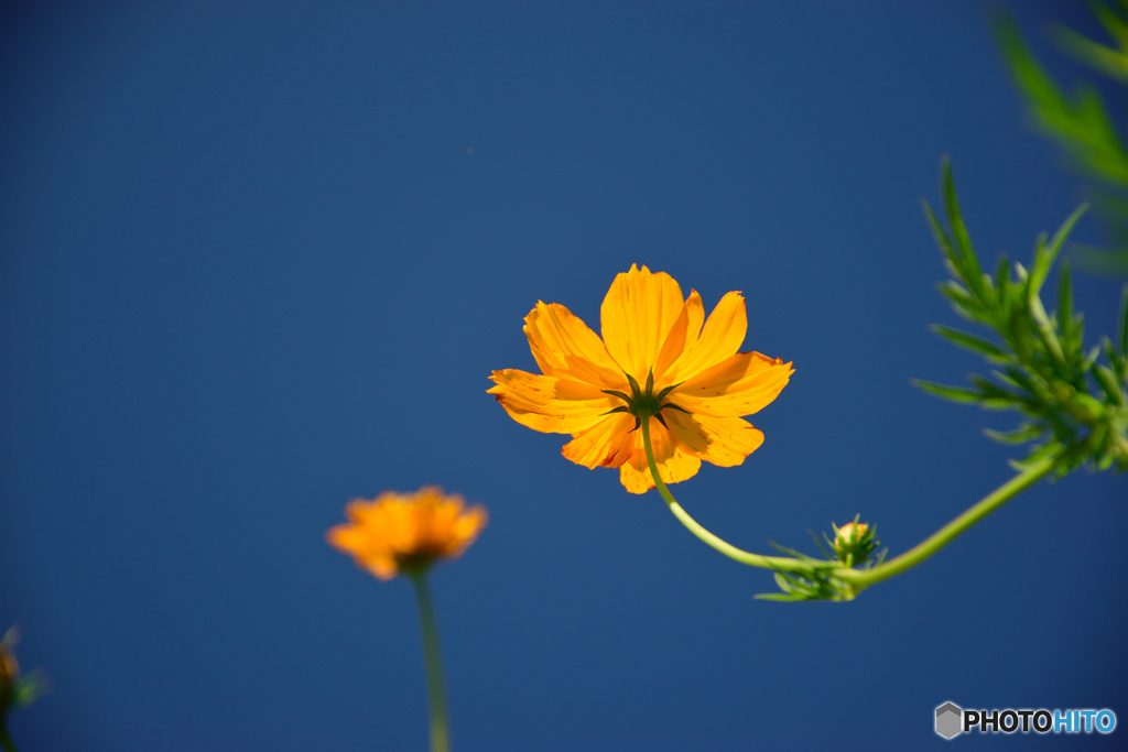 オレンジシェード