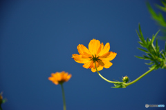 オレンジシェード