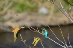 カワちゃん_1205