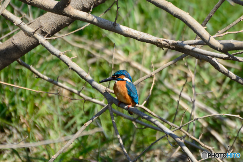 カワちゃん_0324