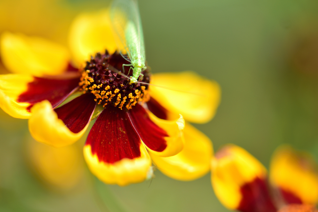 ハルシャとカゲロウ