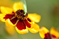 ハルシャとカゲロウ