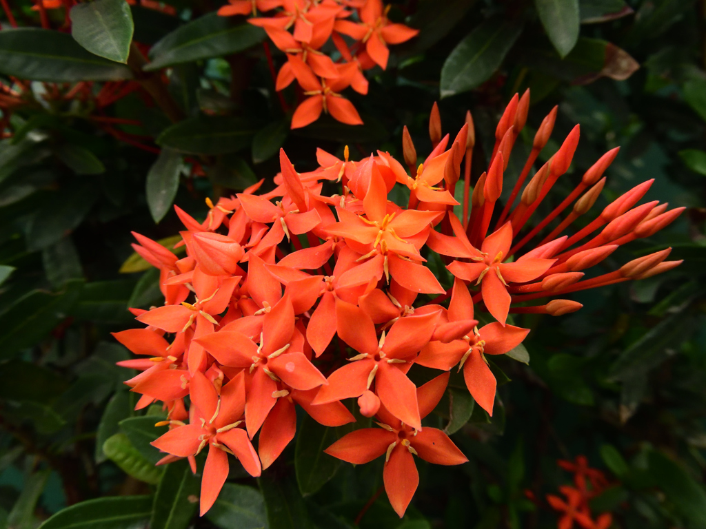 オレンジの花