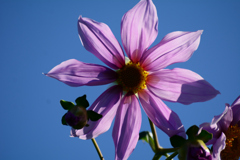 皇帝ダリア咲く