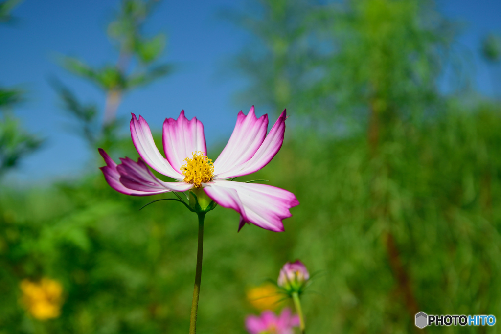 目立ちたがり屋