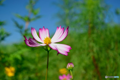 目立ちたがり屋